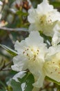 Hikage tsutsuji tree Rhododendron keiskei var. ozawae with pale yellow flowers Royalty Free Stock Photo